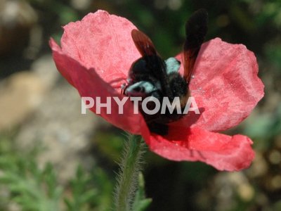Papaver dubium